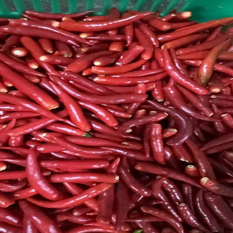 小米椒净菜
