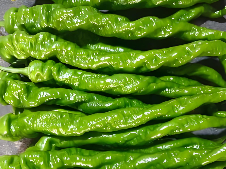 陇椒（软薄皮）