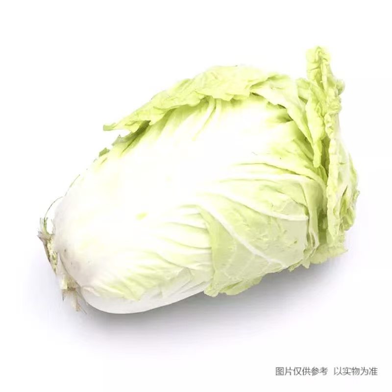 大白菜